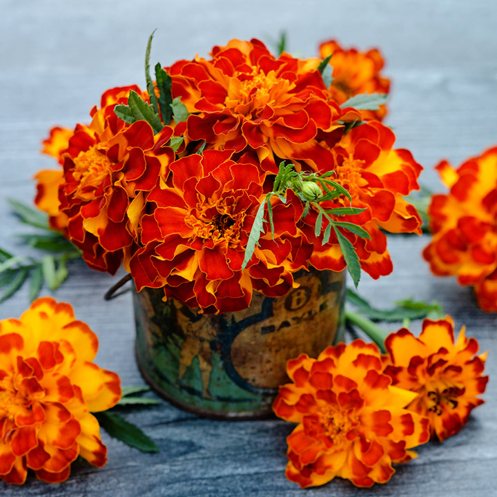 Safari Scarlet Marigolds arranged in a container surrounded by blooms on grey background.