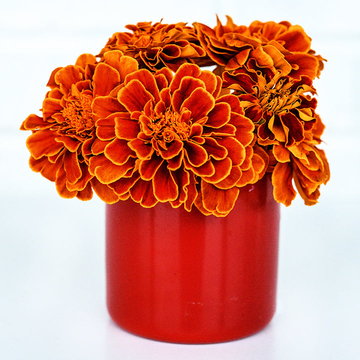 Safari Scarlet Marigolds in a red cup on a white background.