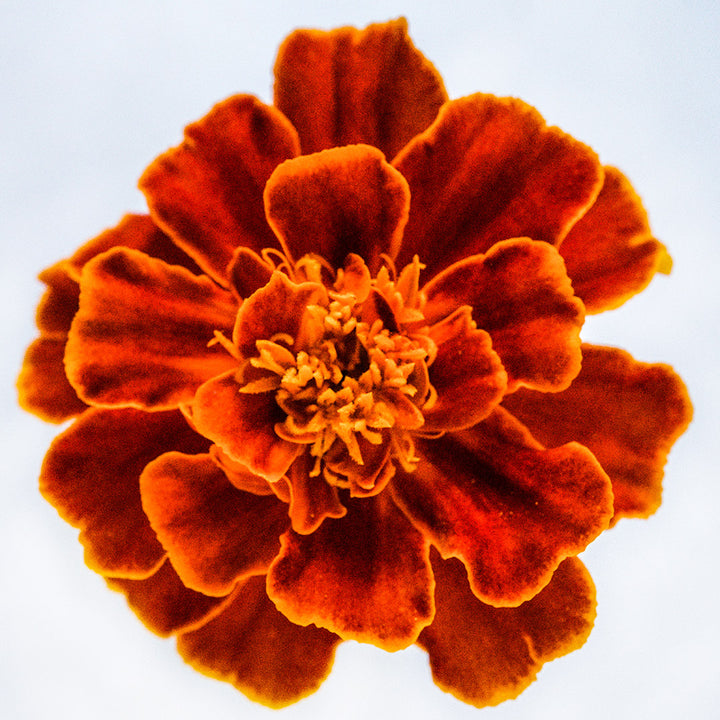 A single Safari Scarlet Marigold bloom on a white background.