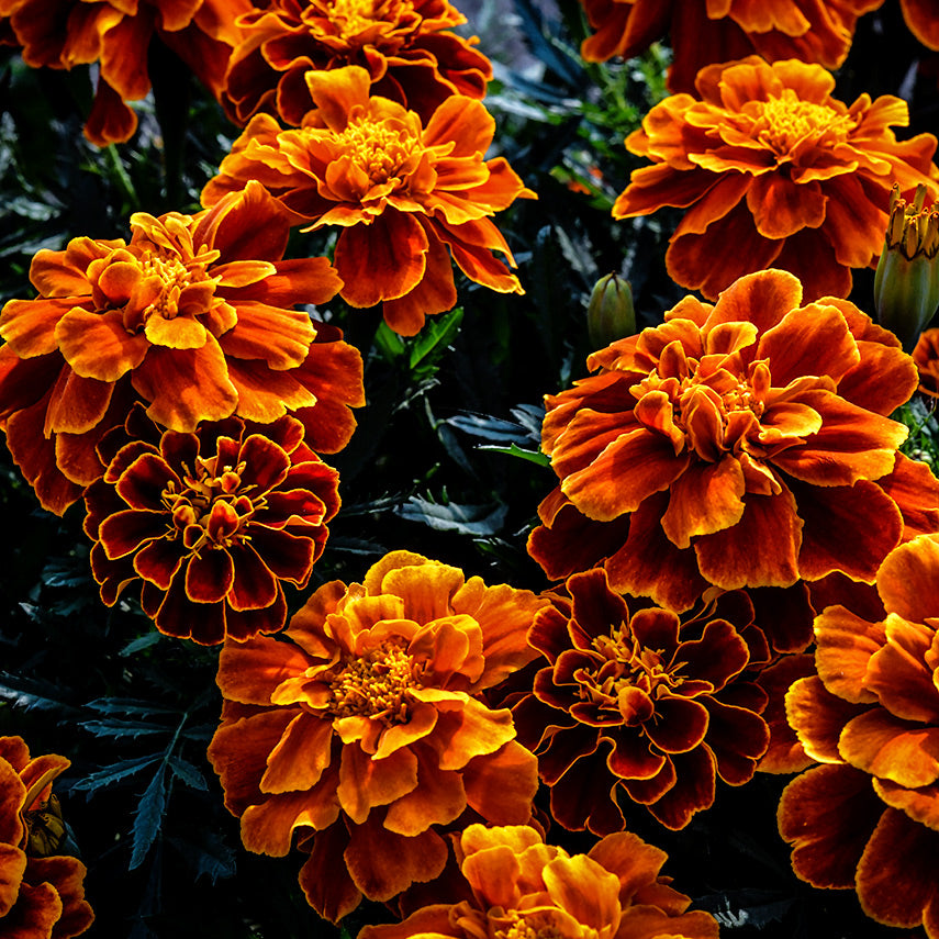 Safari Scarlet Marigolds growing on the farm at Baker Creek in Mansfield, Missouri.