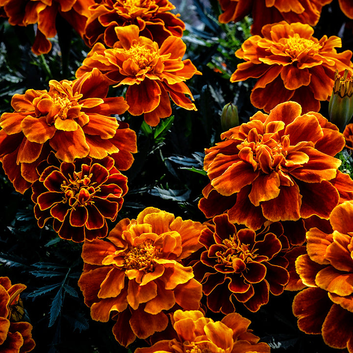 Safari Scarlet Marigolds growing on the farm at Baker Creek in Mansfield, Missouri.