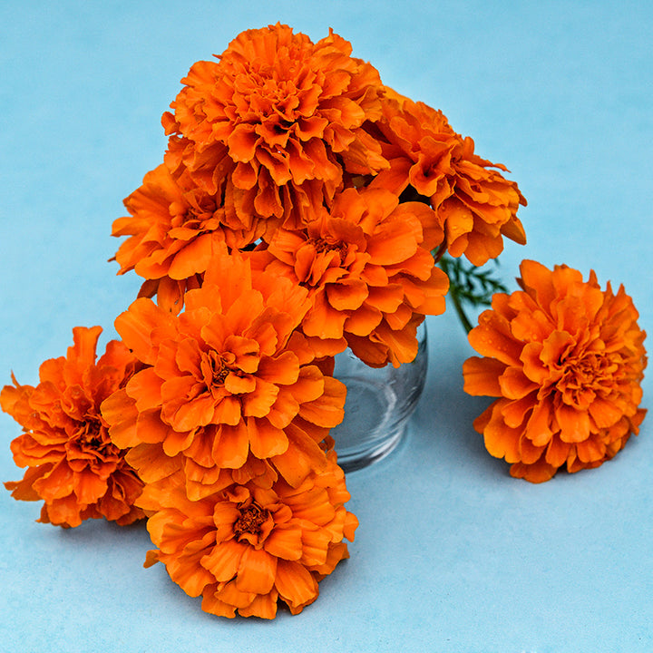 A close-up of Safari Tangerine Marigolds in a small glass vase on light blue background.