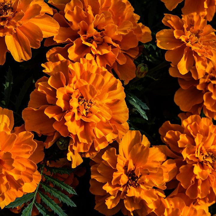 Safari Tangerine Marigolds illuminated by diffuse morning light in the garden at Baker Creek.