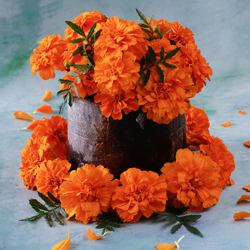 An arrangement of Safari Tangerine Marigolds on a light blue background.