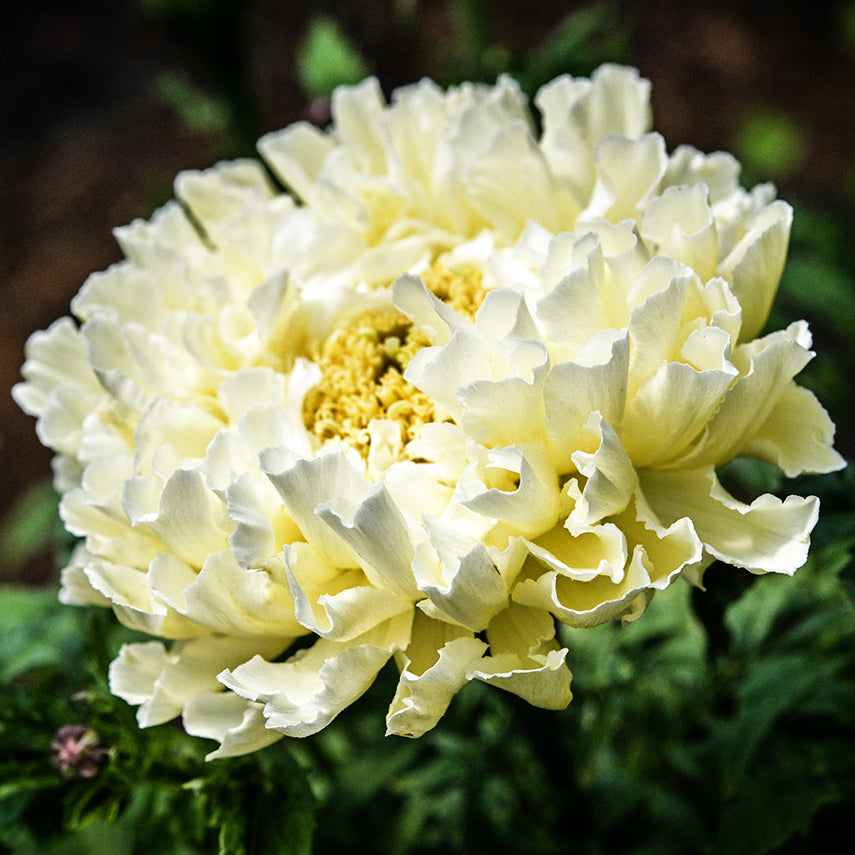A Sugar and Spice Marigold growing in a greenhouse at Baker Creek.