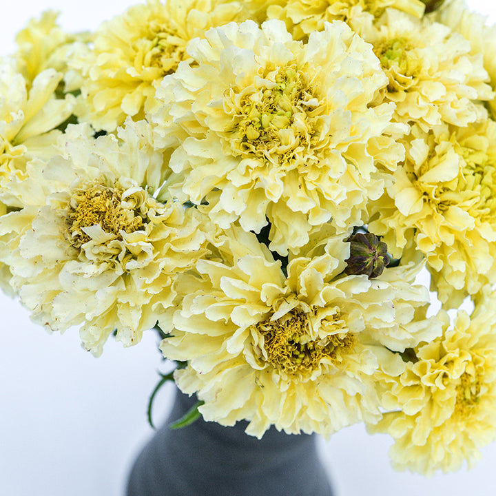Close-up of Sugar and Spice Marigolds arranged in a vase.