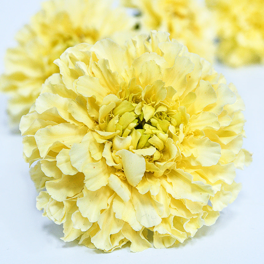 Close-up detailed macro shot of a Sugar and Spice Marigold on a white background.