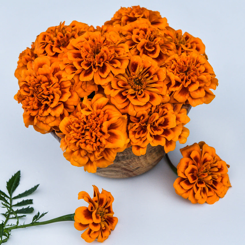 Chica Flame Marigolds in a wooden bowl on white background.