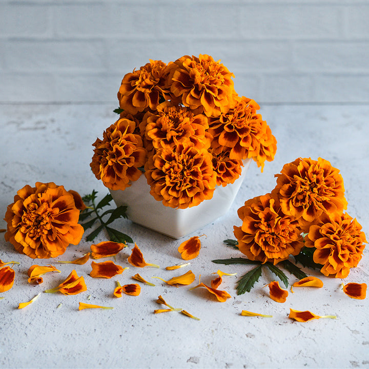 Chica Flame Marigolds in a little white bowl surrounded by flowers and petals on white background.