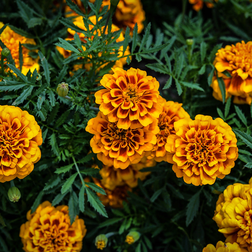 Chica Flame Marigolds growing outside in the trial gardens at Baker Creek.