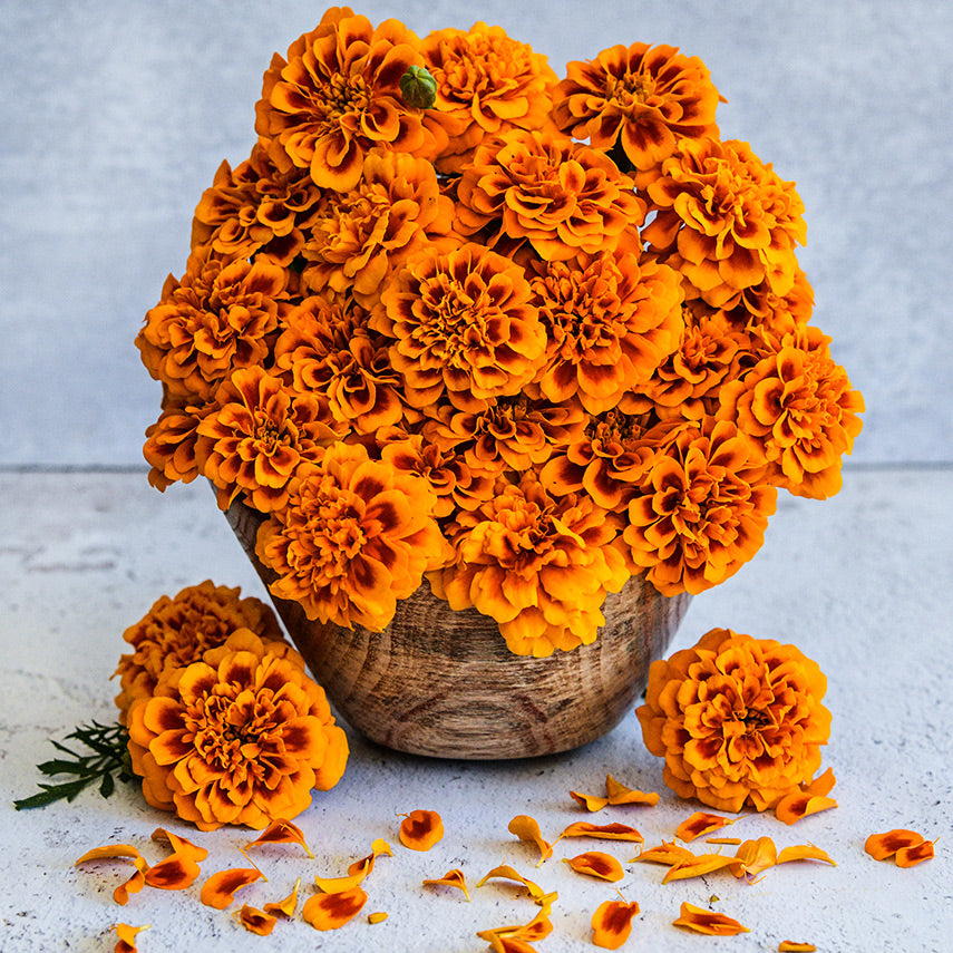 Chica Flame Marigolds piled high in a wooden bowl with petals and flowers on light background.