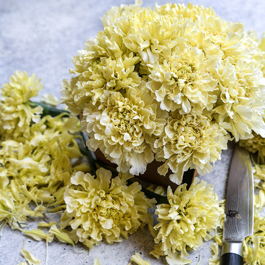 An arrangement of Sugar and Spice Marigolds with flowers, petals and a knife on a grey background.