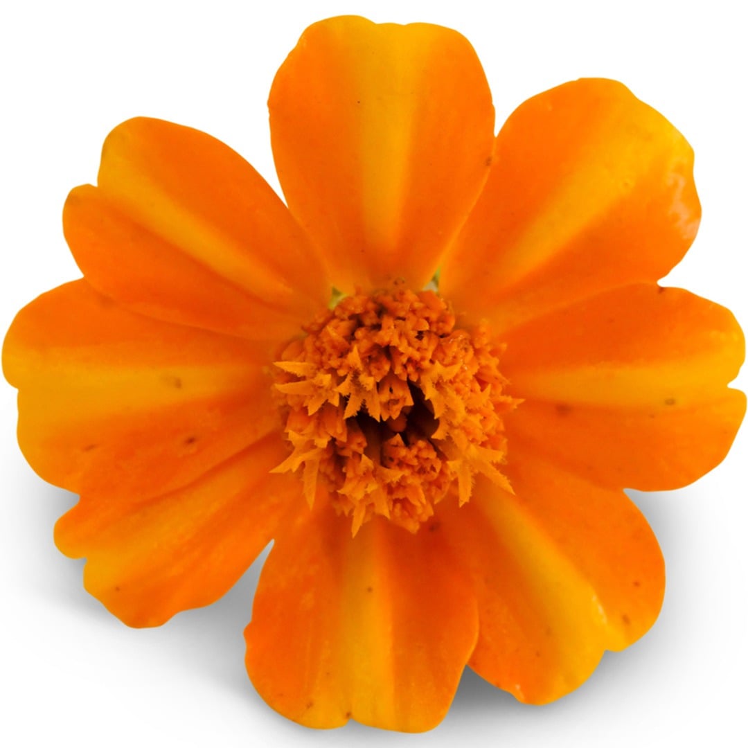 Close up macro view of Bambino Marigold on a white background.