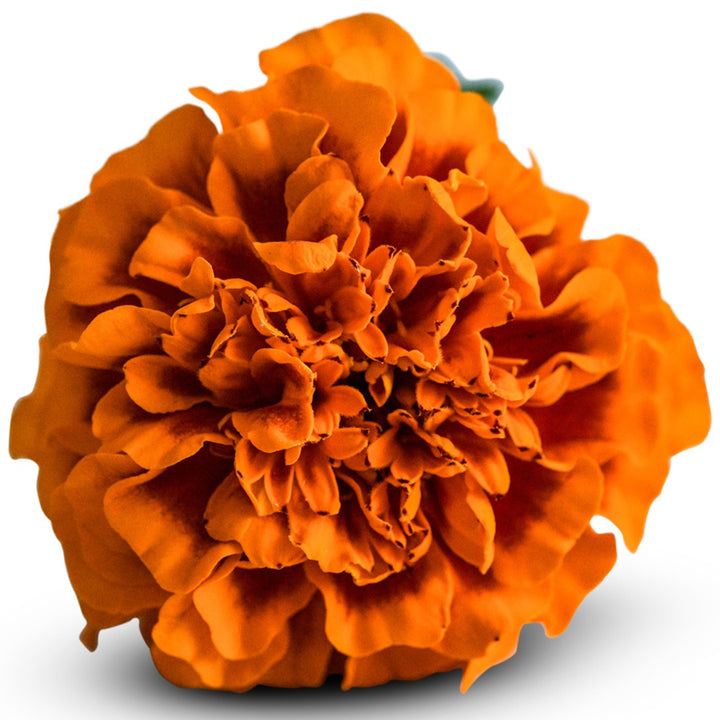 Close up macro view of Chica Flame Marigold on a white background.