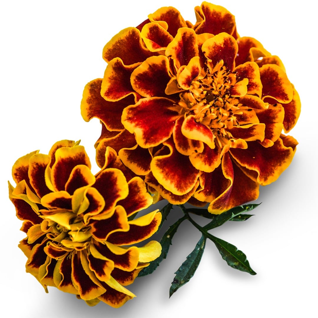 Colossus Red Gold Bicolor Marigold Seeds | RareSeeds.com