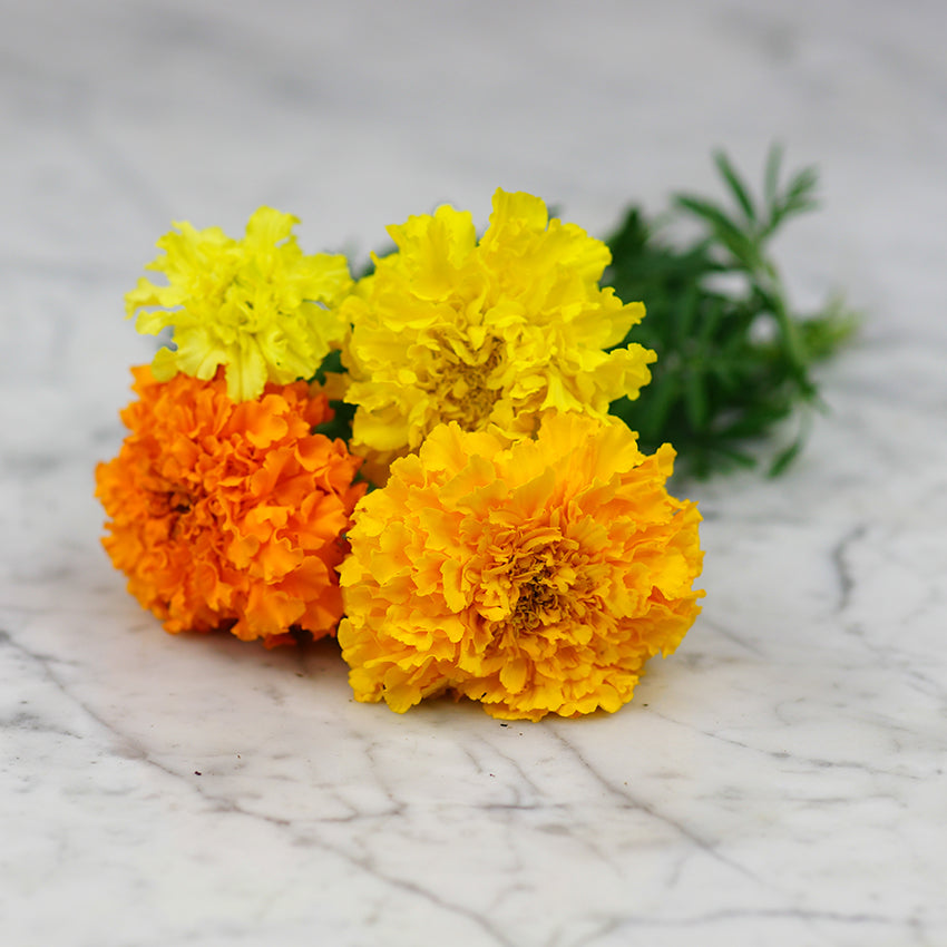 Marigold Seeds, Crackerjack Mix