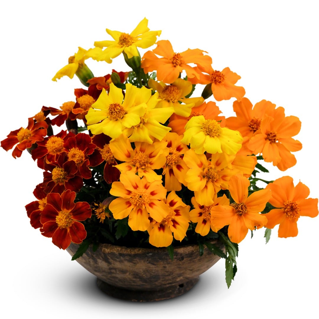 An arrangement of Disco Mix Marigold flowers in a wooden bowl on white background.