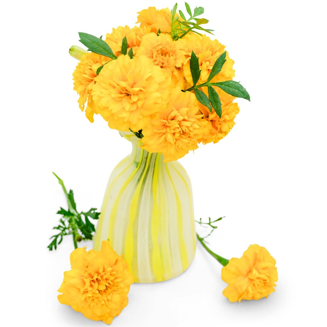 Bouquet of Gypsy Sunshine Marigold in a yellow vase on a white background.