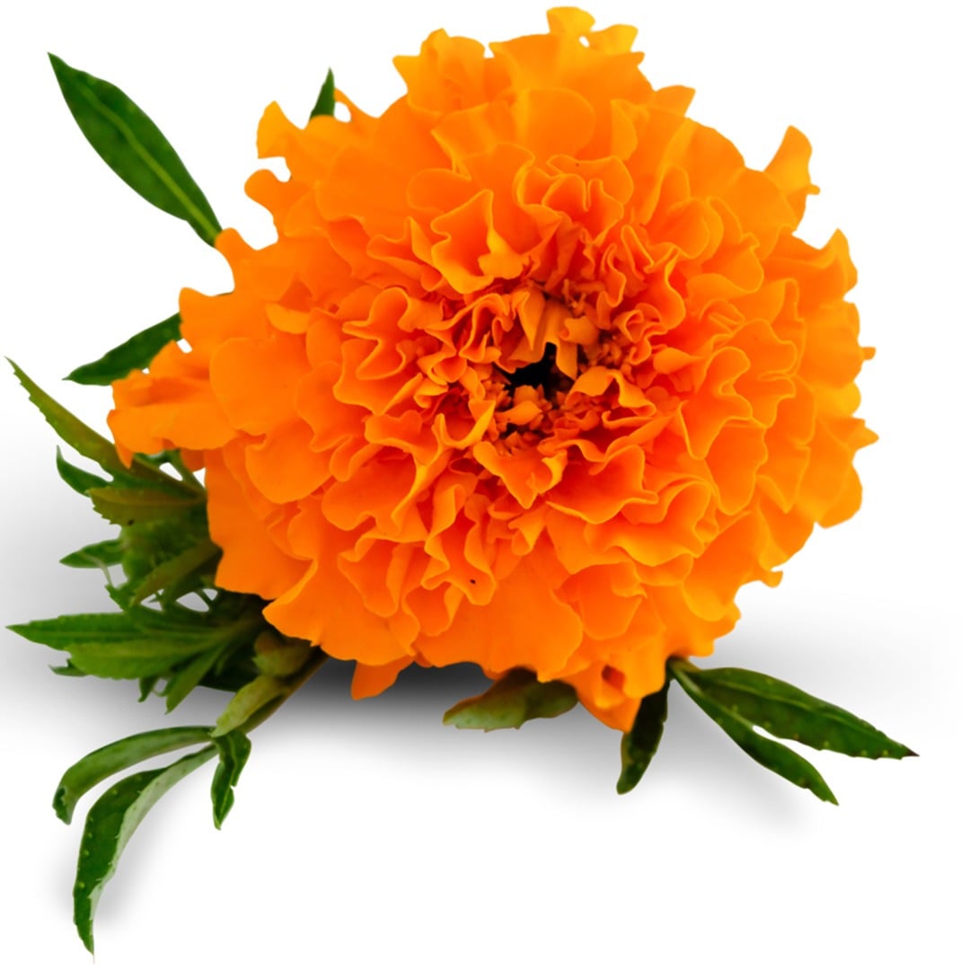 Kee's Orange Marigold on a white background.