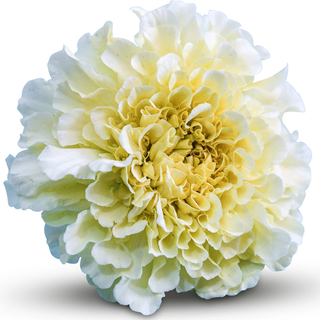 Close up macro view of Kilimanjaro White Marigold on a white background.