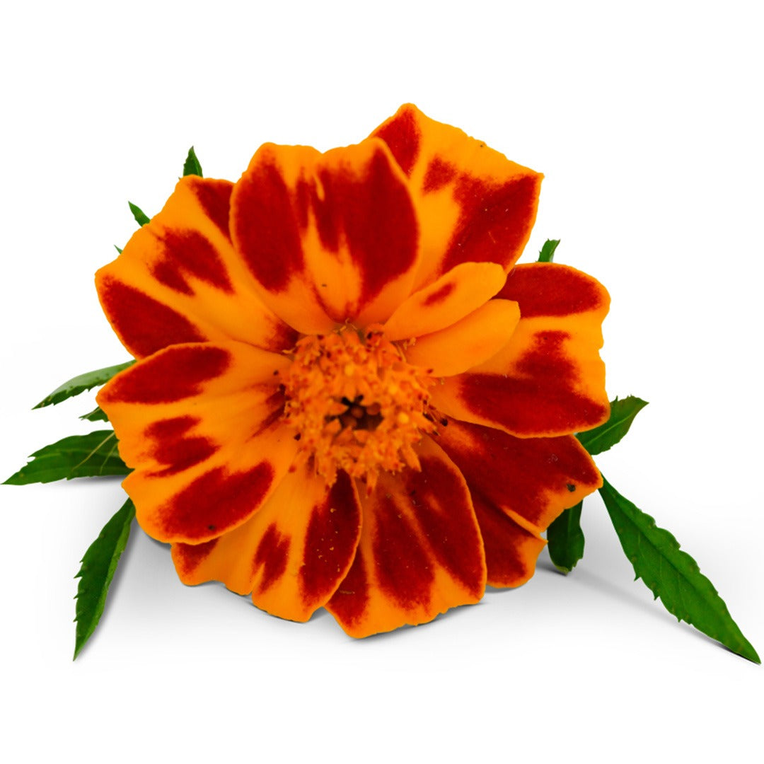 Close up of Linnaeus Burning Embers Marigold on a white background.