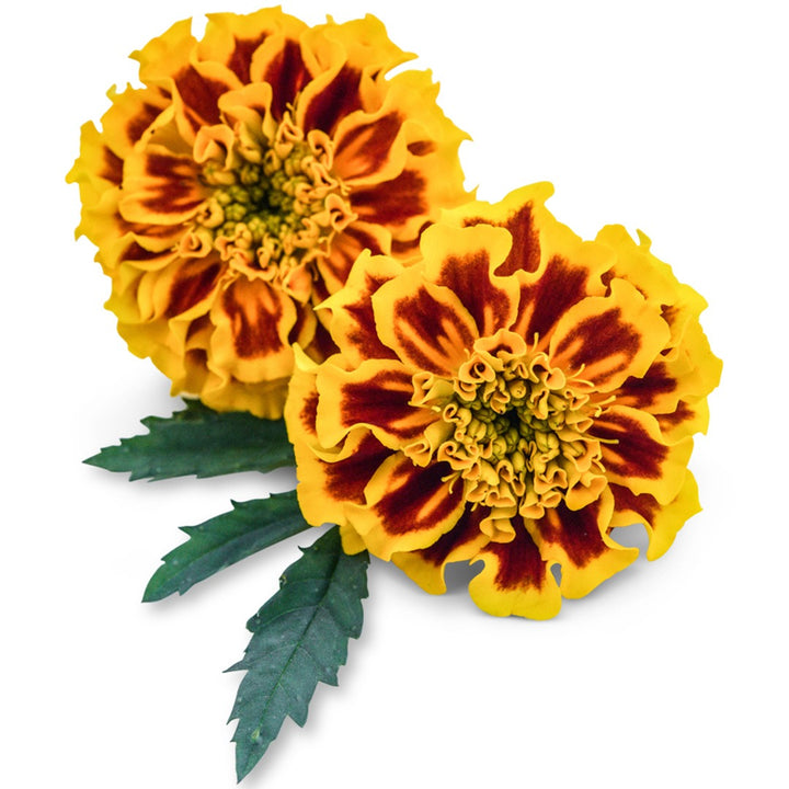 Pair of Little Hero Fire Marigold on a white background.