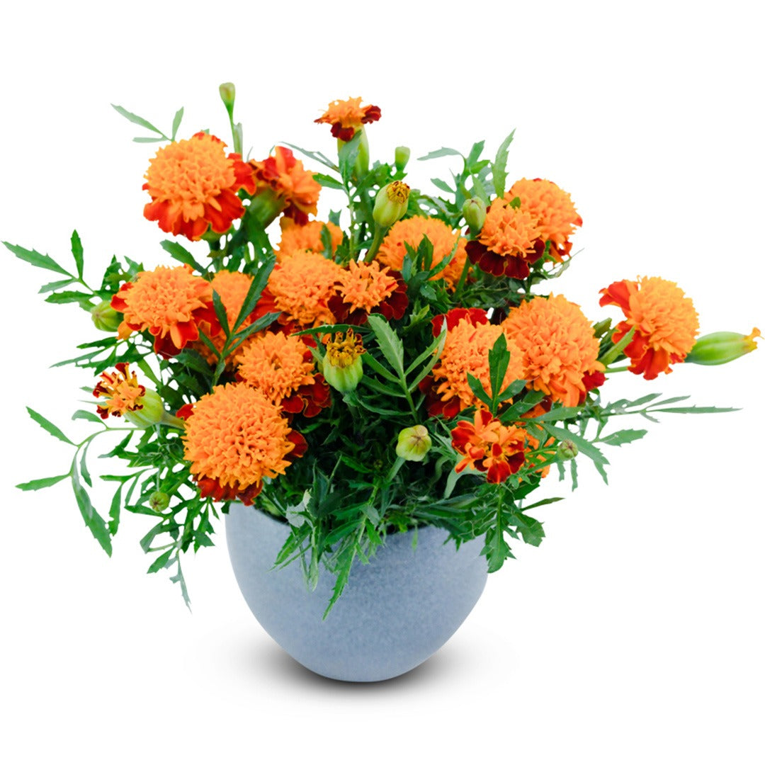 Bouquet of Orange Flame Marigold in a blue pot on a white background.