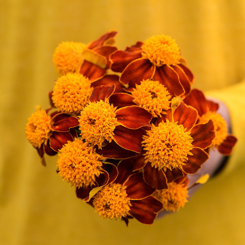Marigold Seeds, Orange Flame