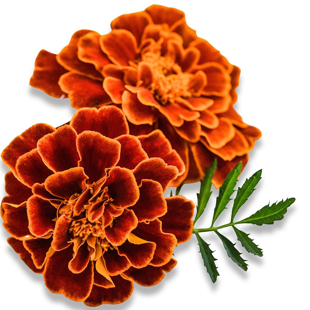 Pair of Safari Scarlet Marigold on a white background.