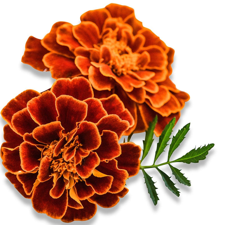 Pair of Safari Scarlet Marigold on a white background.