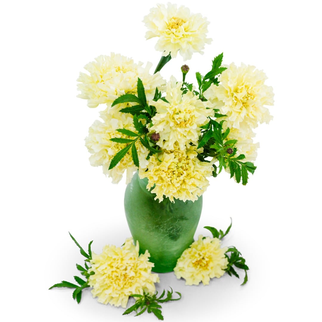Bouquet of Sugar and Spice Marigold in a green vase on a white background.