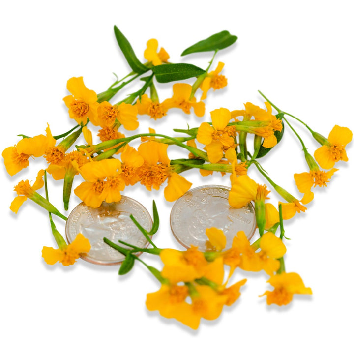 Sweet Mace Marigold blooms on a white background with coins to show size.