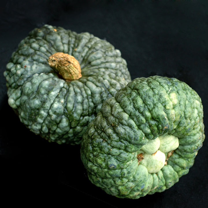 A couple of Marina Di Chioggia Pumpkin Winter Squash on a black background.