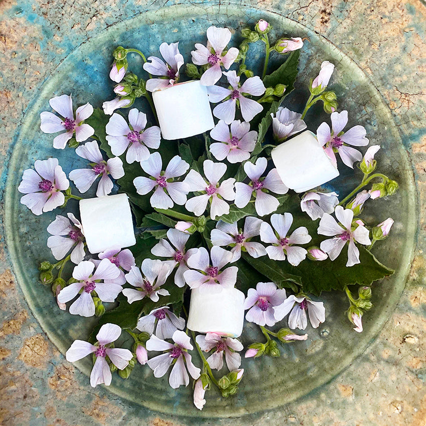 Marshmallow Seeds