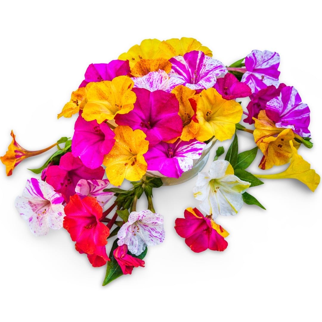 Marbles Mixed Marvel of Peru flowers arranged on a white background.