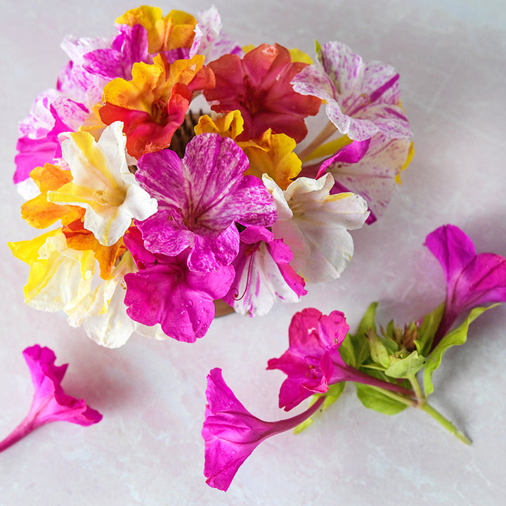 An arrangement of Marbles Mixed Four O'Clock flowers on light pink background.
