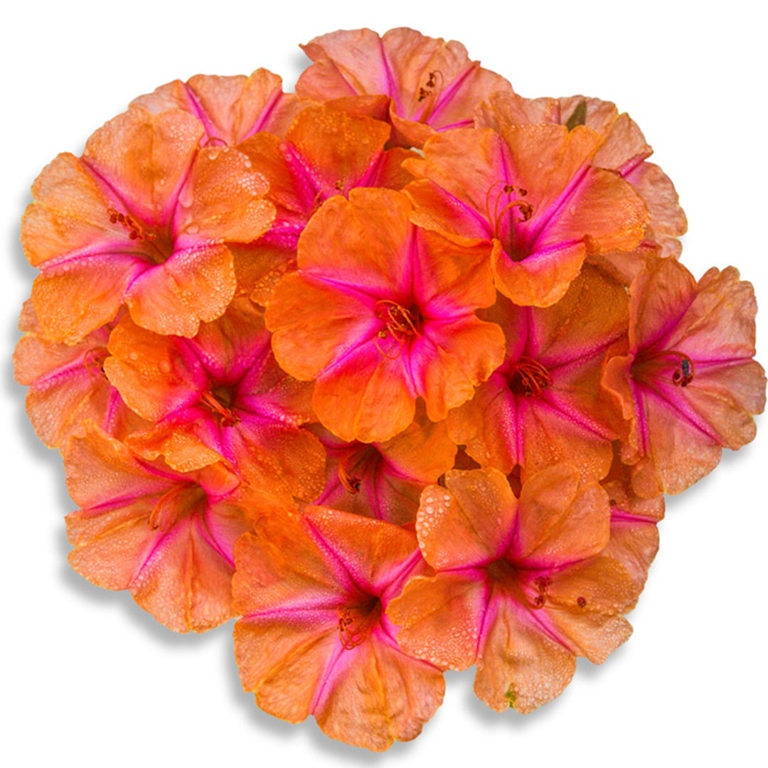 Bouquet of Salmon Sunset Marvel of Peru on a white background.