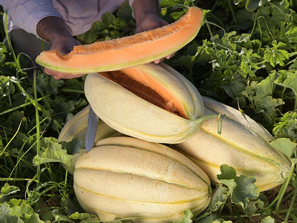 Old Time Tennessee Melon is one of the largest melons you can grow in your garden.