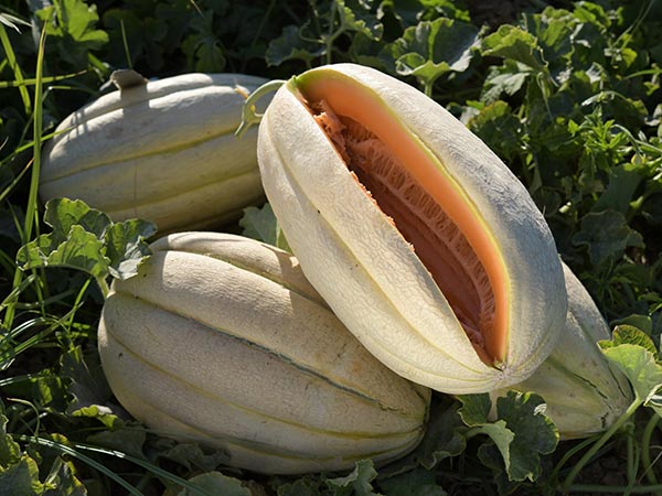 Big sweet melons are hard to resist