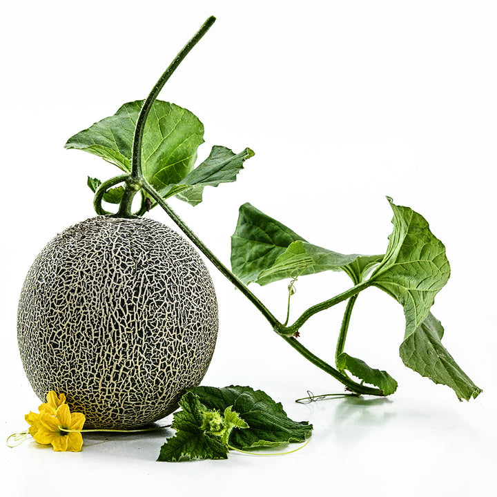 A single Sugar Dew Melon with the vine still attached to the stem on a white background.