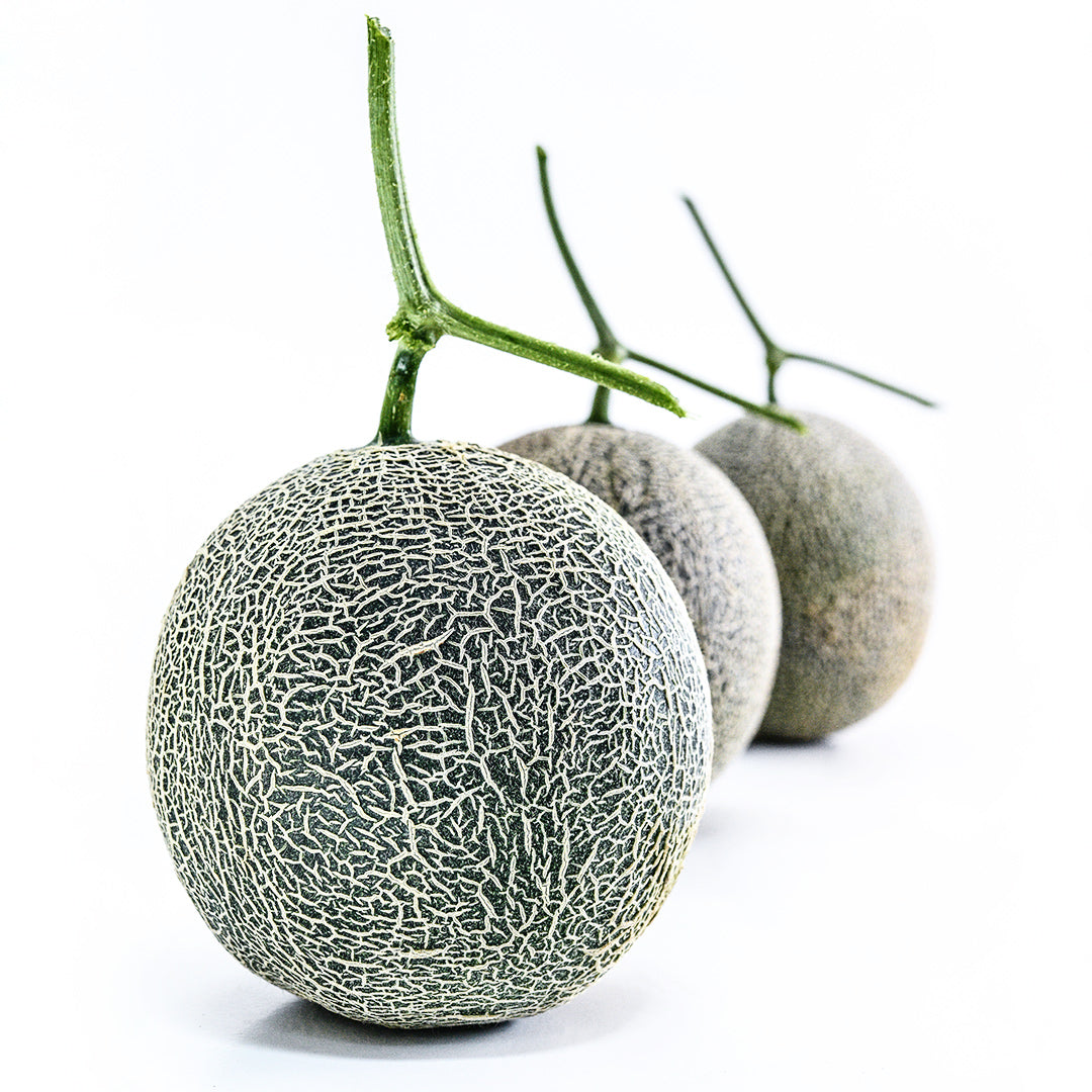 A trio of Sugar Dew Melons on a white background with the focus in the forefront.