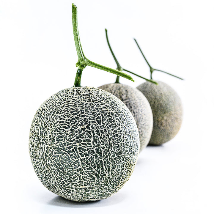 A trio of Sugar Dew Melons on a white background with the focus in the forefront.