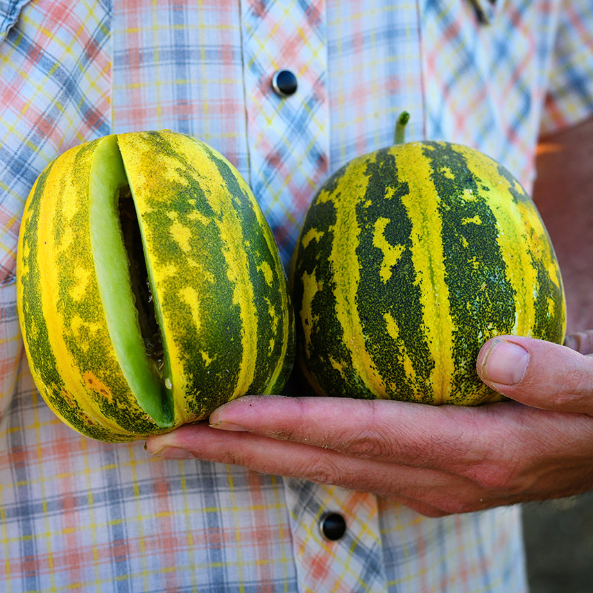 A farmer holding two freshly harvested Japanese Tiger Melons at the Baker Creek trial in California.
