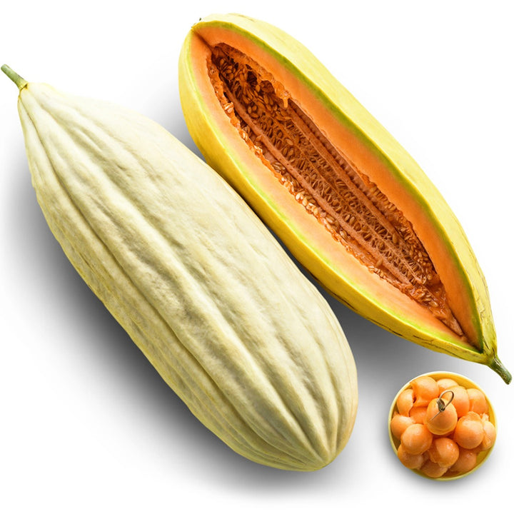 Whole and sliced Banana Melon with melon balls on a white background.