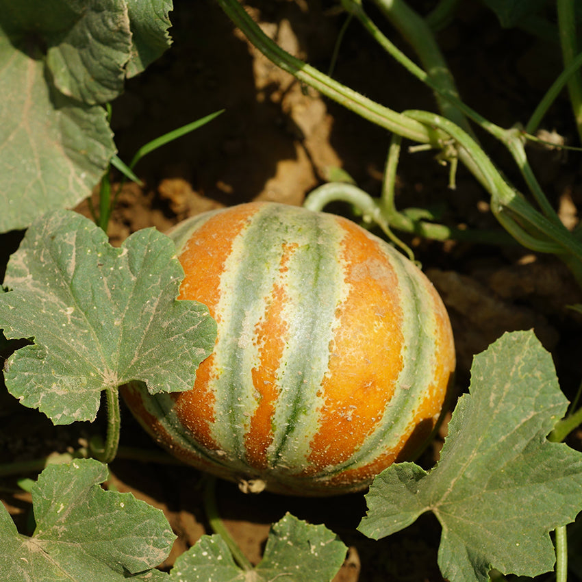 Kajari Melon still on the vine in the garden.