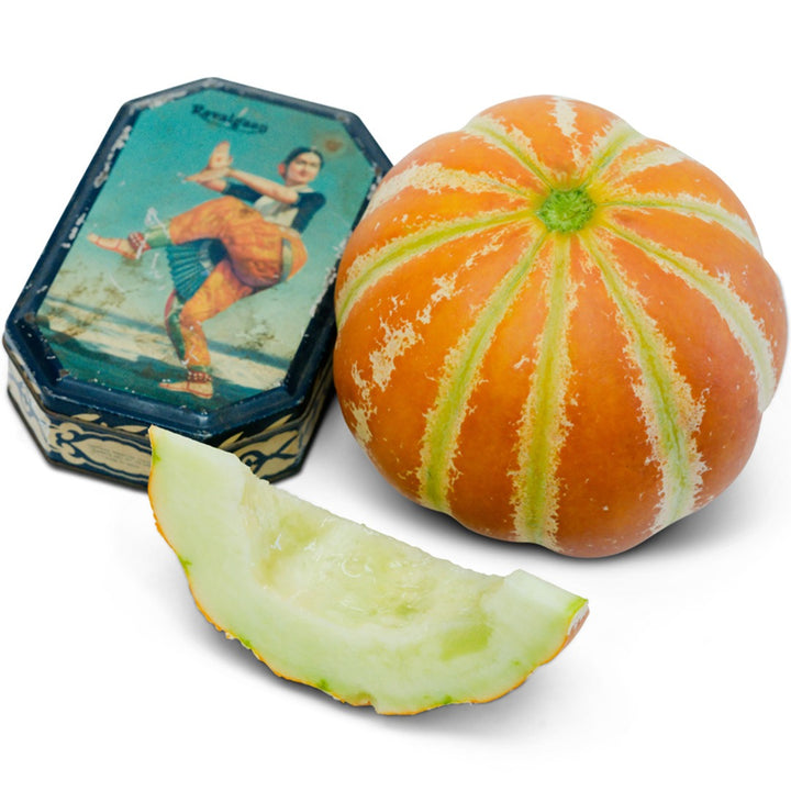 Kajari Melon with vintage tin on a white background.