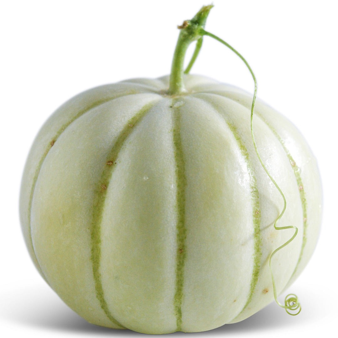 Kiku Chrysanthemum Melon on a white background.