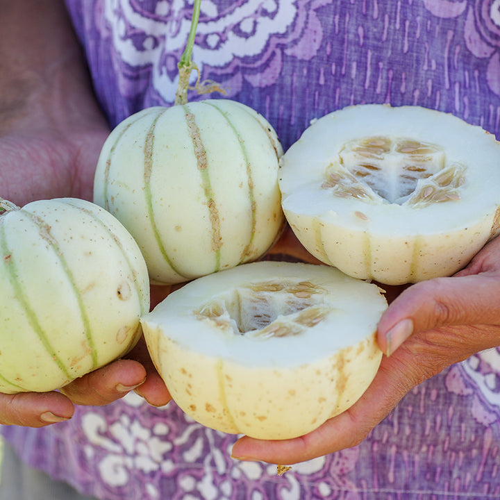 Kiku Melons halved being held.