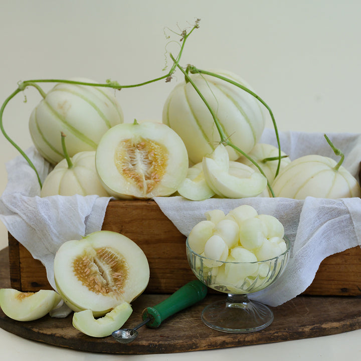 Melon Seeds, Kiku Chrysanthemum