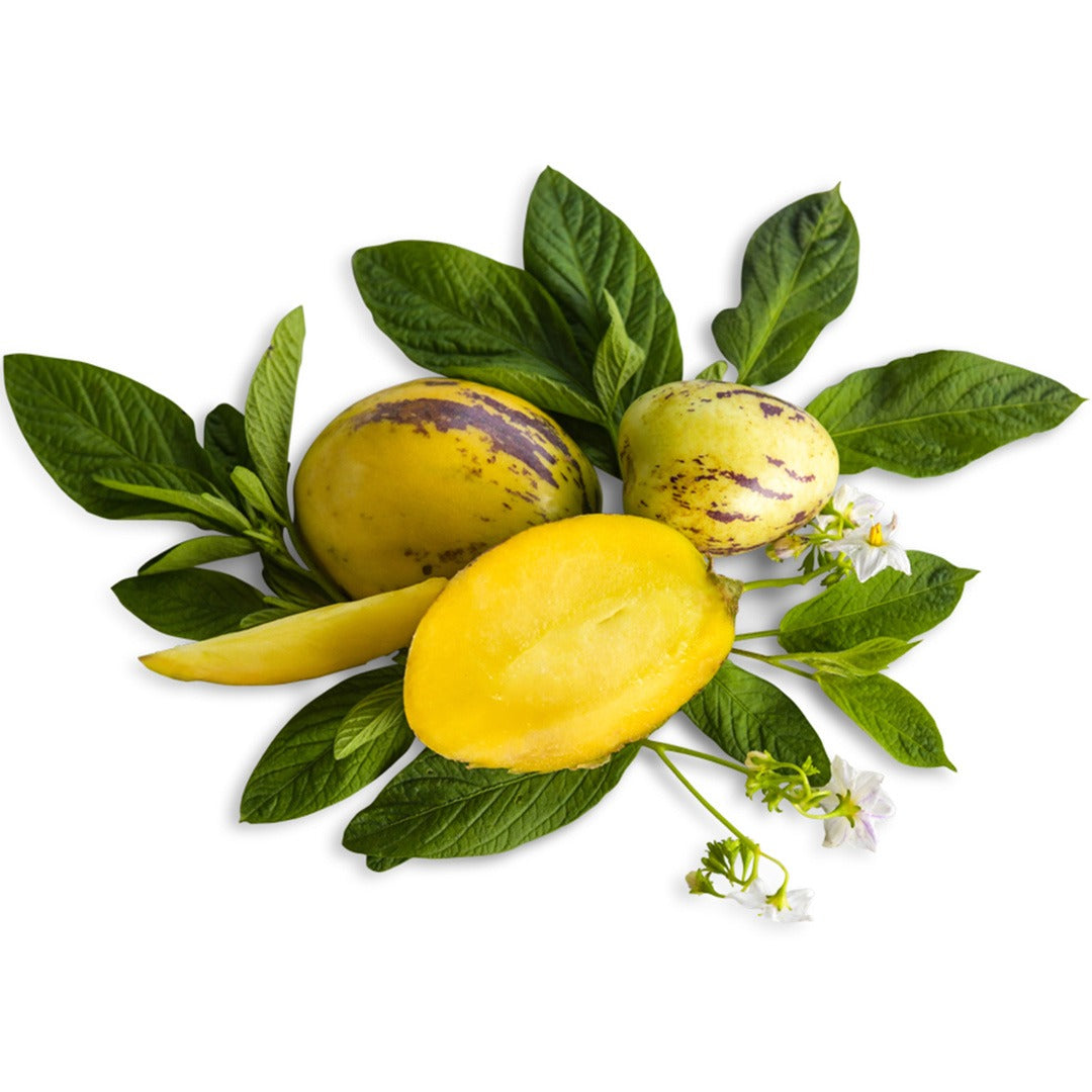 Pepino Melon with blooms and foliage on a white background.